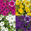 Afbeelding van Calibrachoa P12 Divers